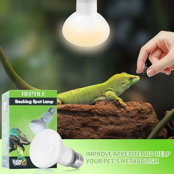 Reptile Heat Lamp