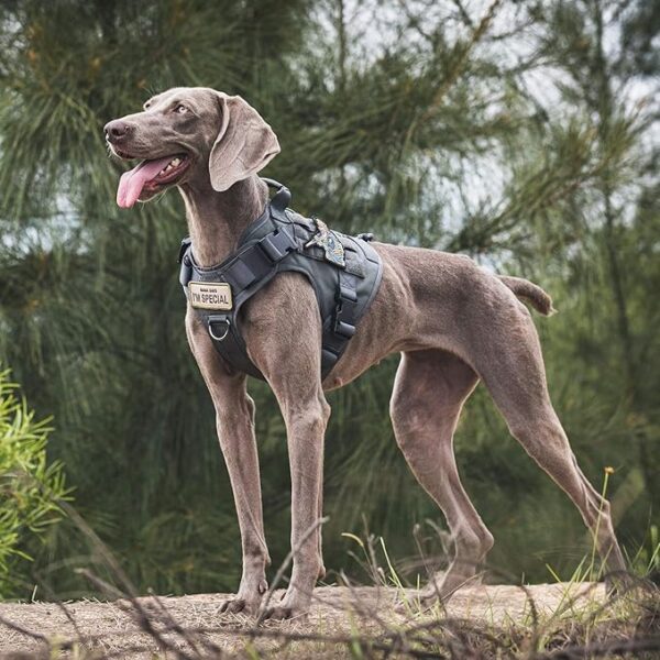 Adjustable Dog Vest Harness