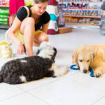 Cute Golden retriever and Tibetan Terrier in pet store resting,young women owner watching them