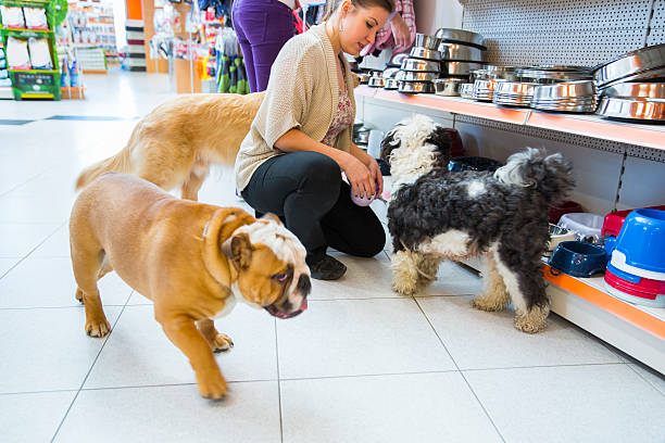 Cute Tibetan Terrier and his owner in pet store,buying new pet bowl...cute English Bulldog watching