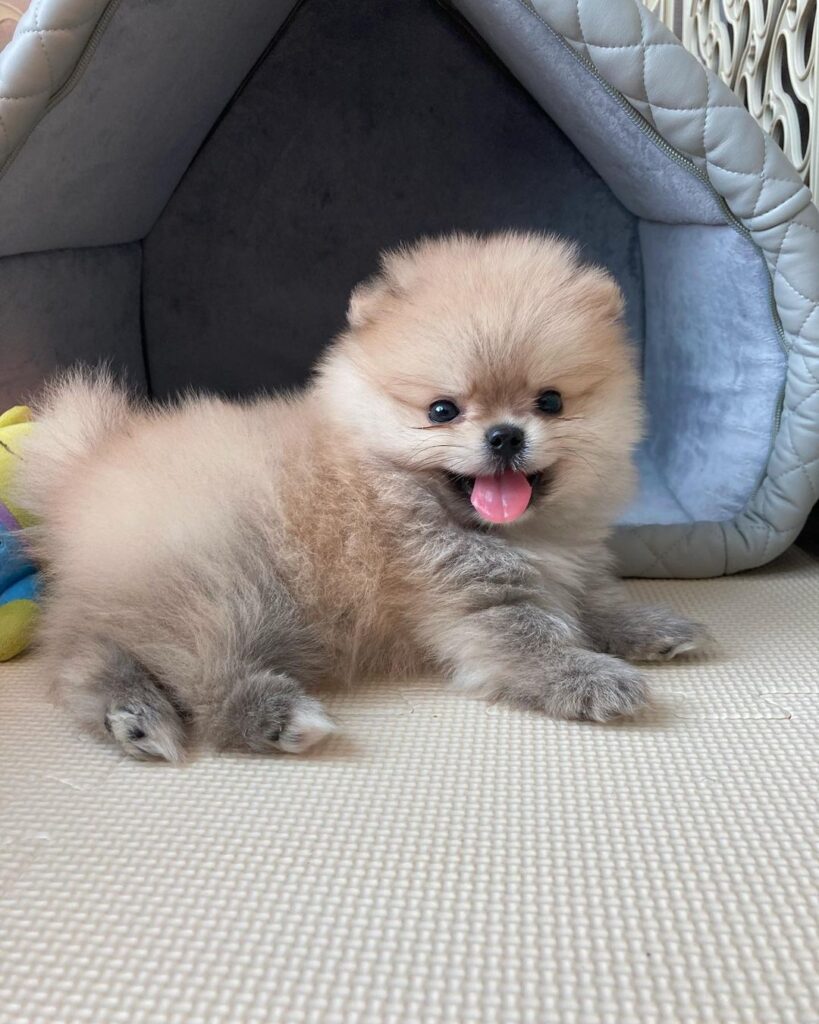 Pomeranian Puppy for sale in use