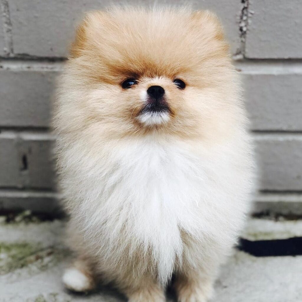 Pomeranian Puppy for sale in use