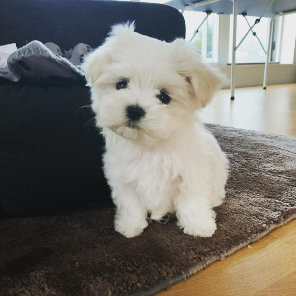 Maltese Puppies for adoption in usa