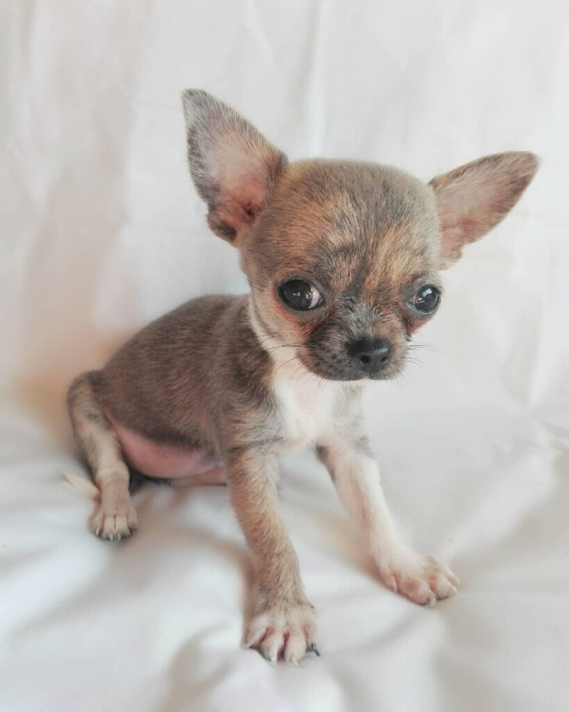 Chihuahua Puppy for sale