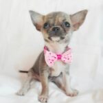 Chihuahua puppies For rehoming Lucy (8)