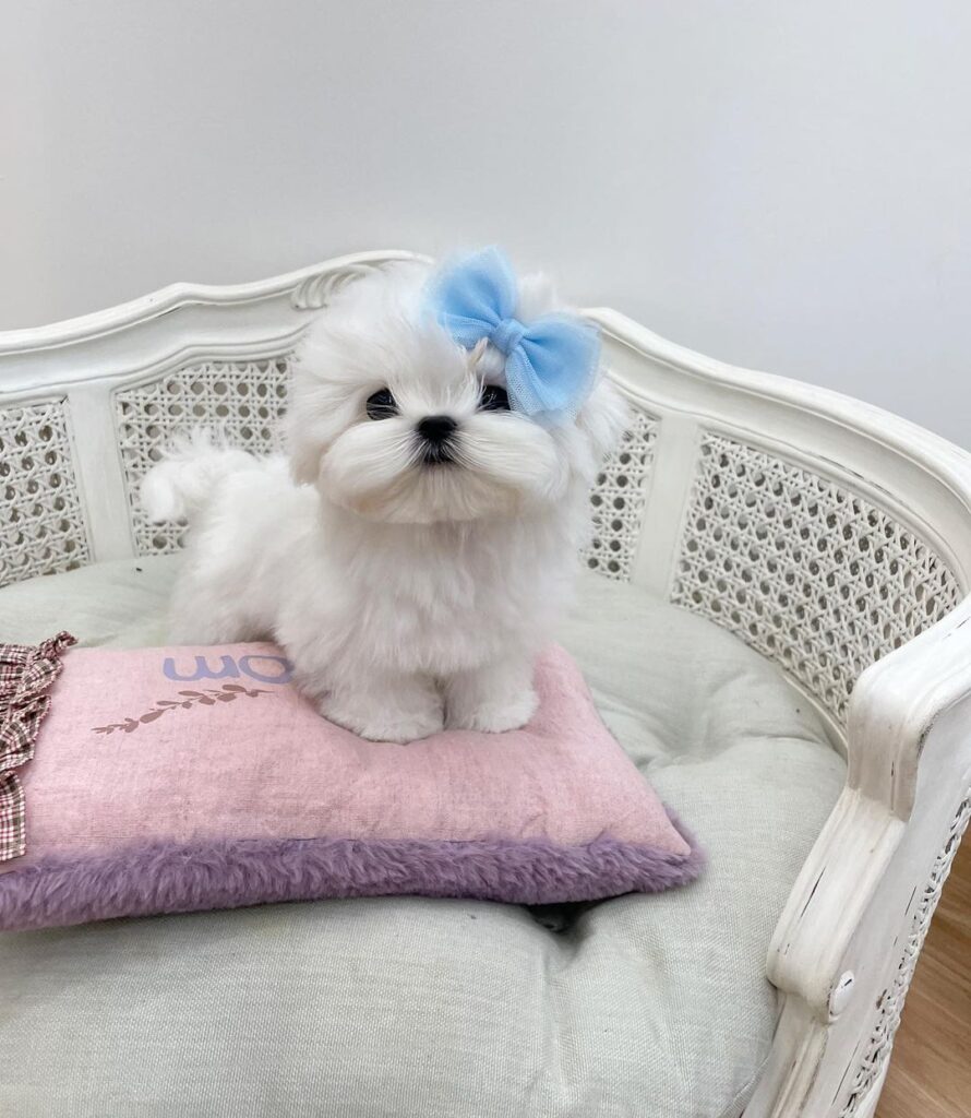 Maltese Puppies for adoption in usa