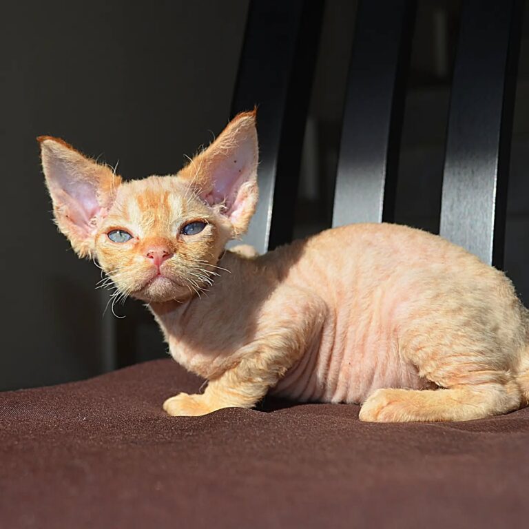 Devon Rex Kitten For Adoption