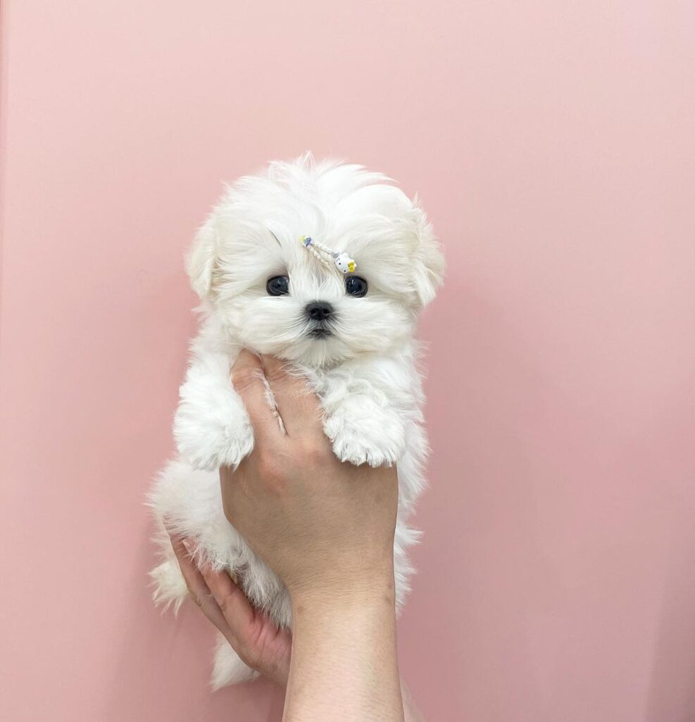 Maltese puppies for sale in America