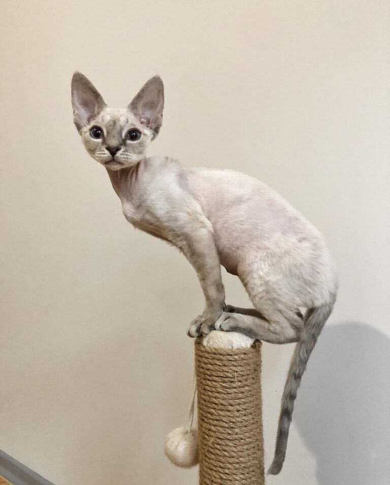 Devon Rex Kittens Near Me For adoption