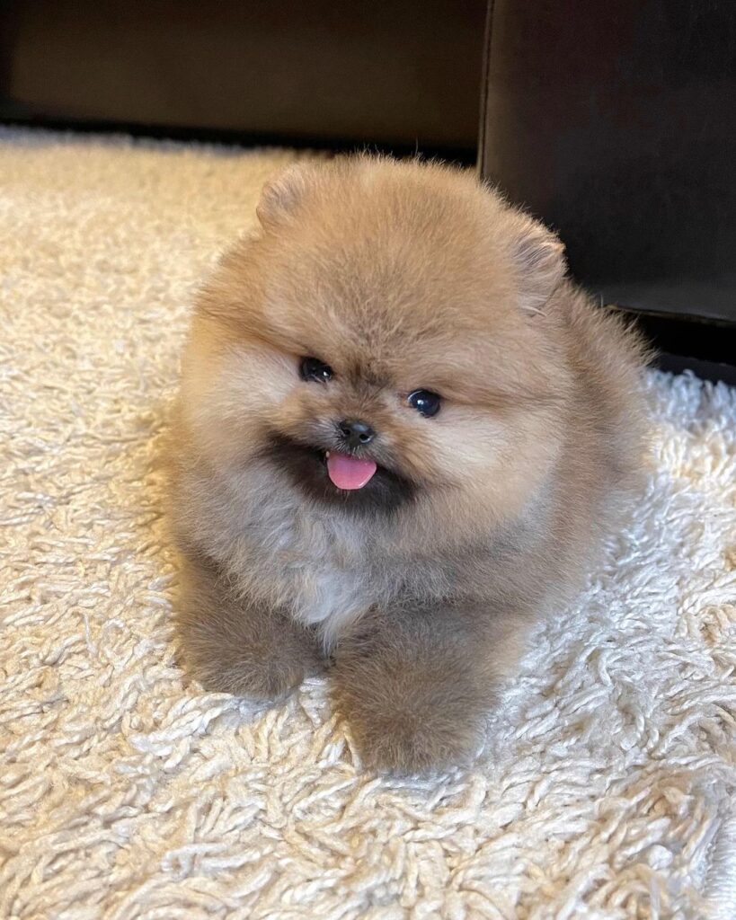 Pomeranian Puppy for sale in use