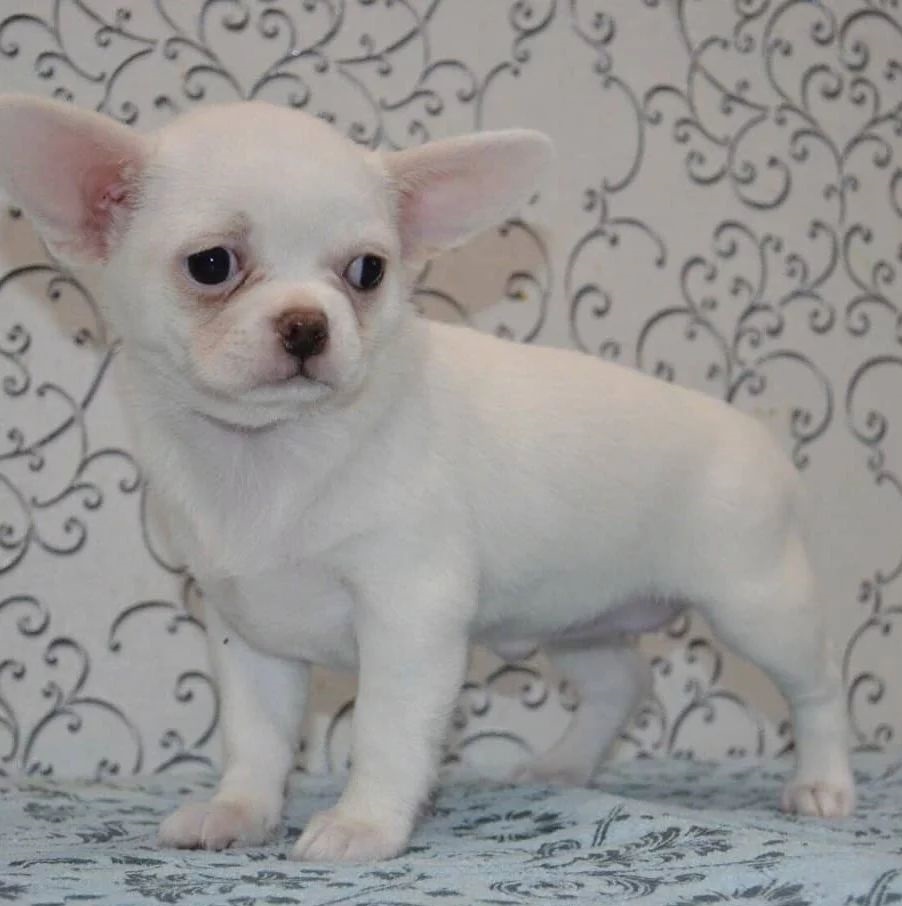 chihuahua puppy for rehoming