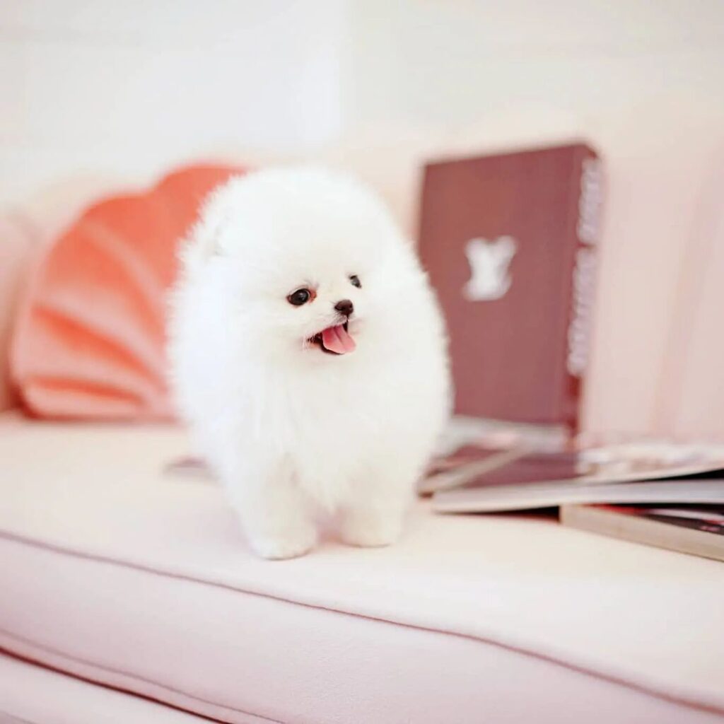 Pomeranian Puppy for sale in use