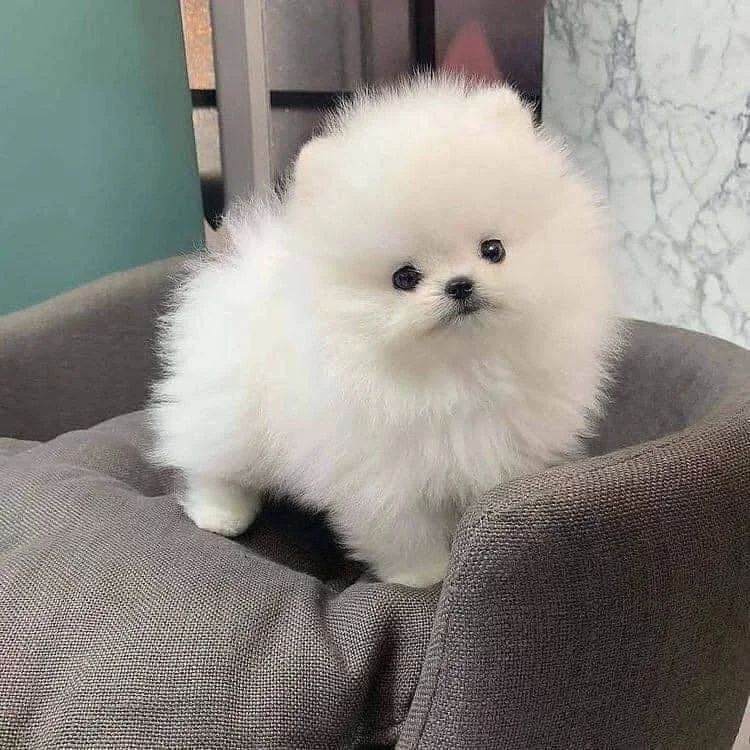 Pomeranian Puppy for sale in use