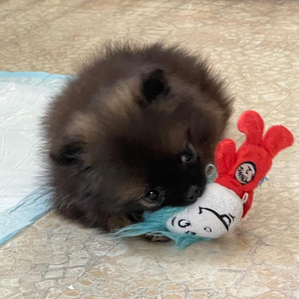 Pomeranian Puppy for sale in use