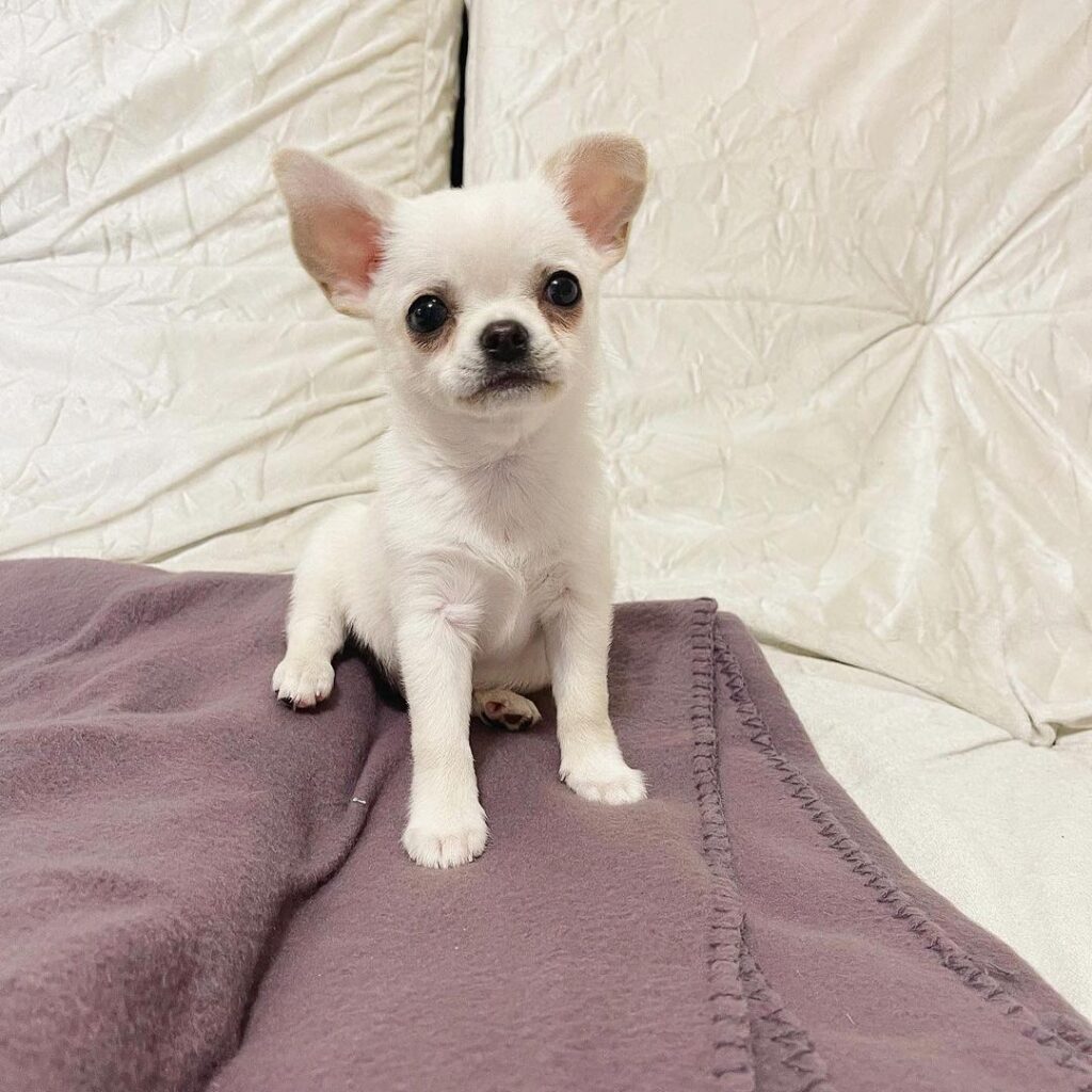 Chihuahua Puppies for adoption in USA