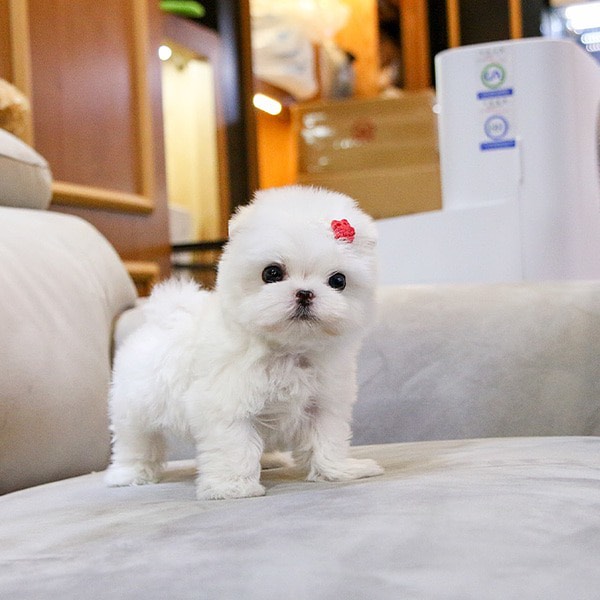 Maltese puppies for sale