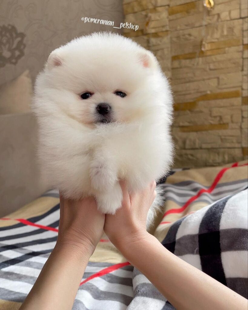 Pomeranian Puppy for sale in use