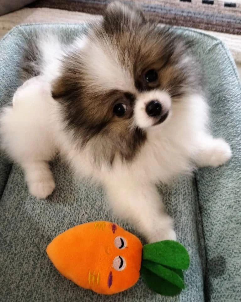 Pomeranian Puppy for sale in use