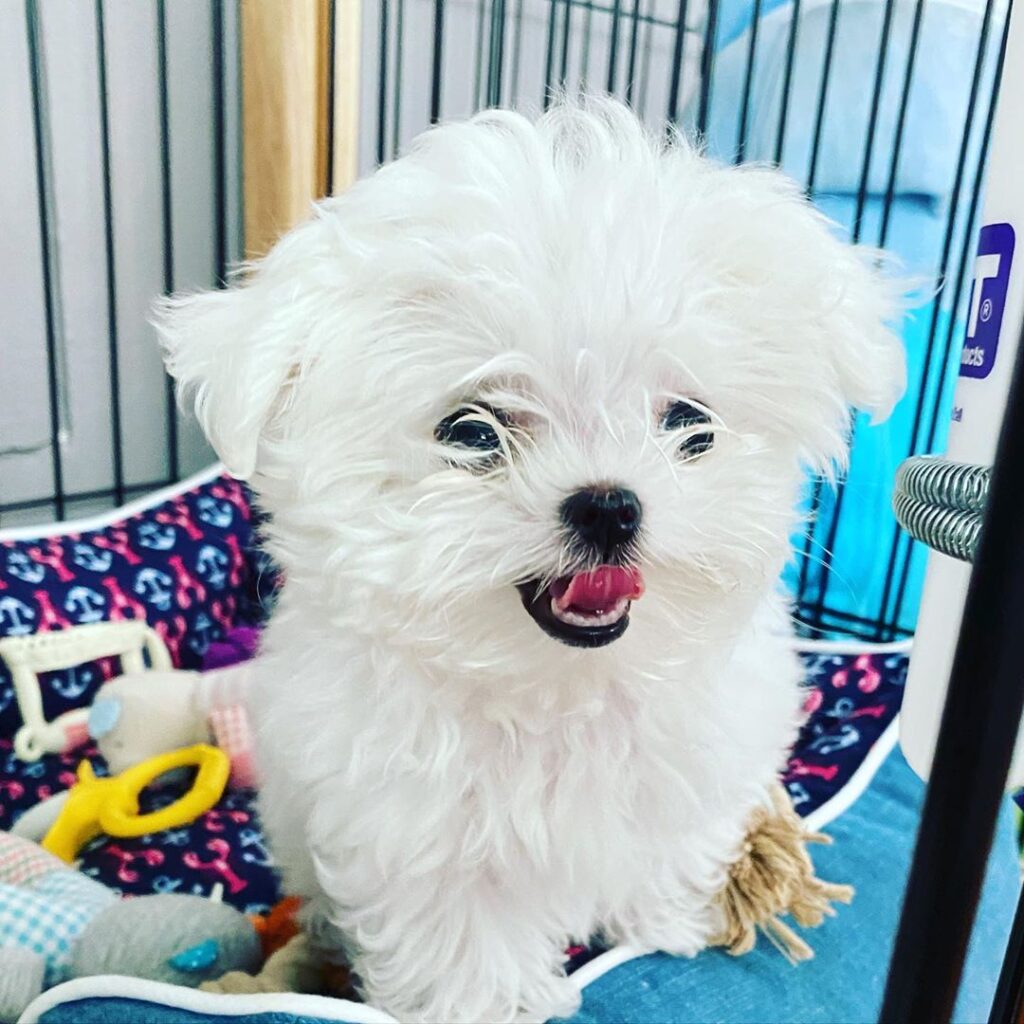 Maltese puppies for sale in America