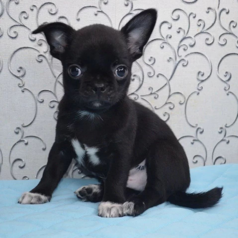 Chihuahua Puppy for adoption