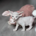 devon_rex_kitten for rehoming