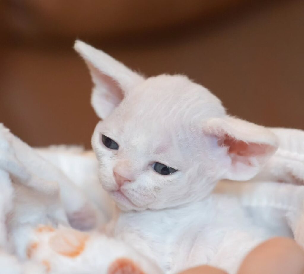 Devon Rex Kittens for Sale