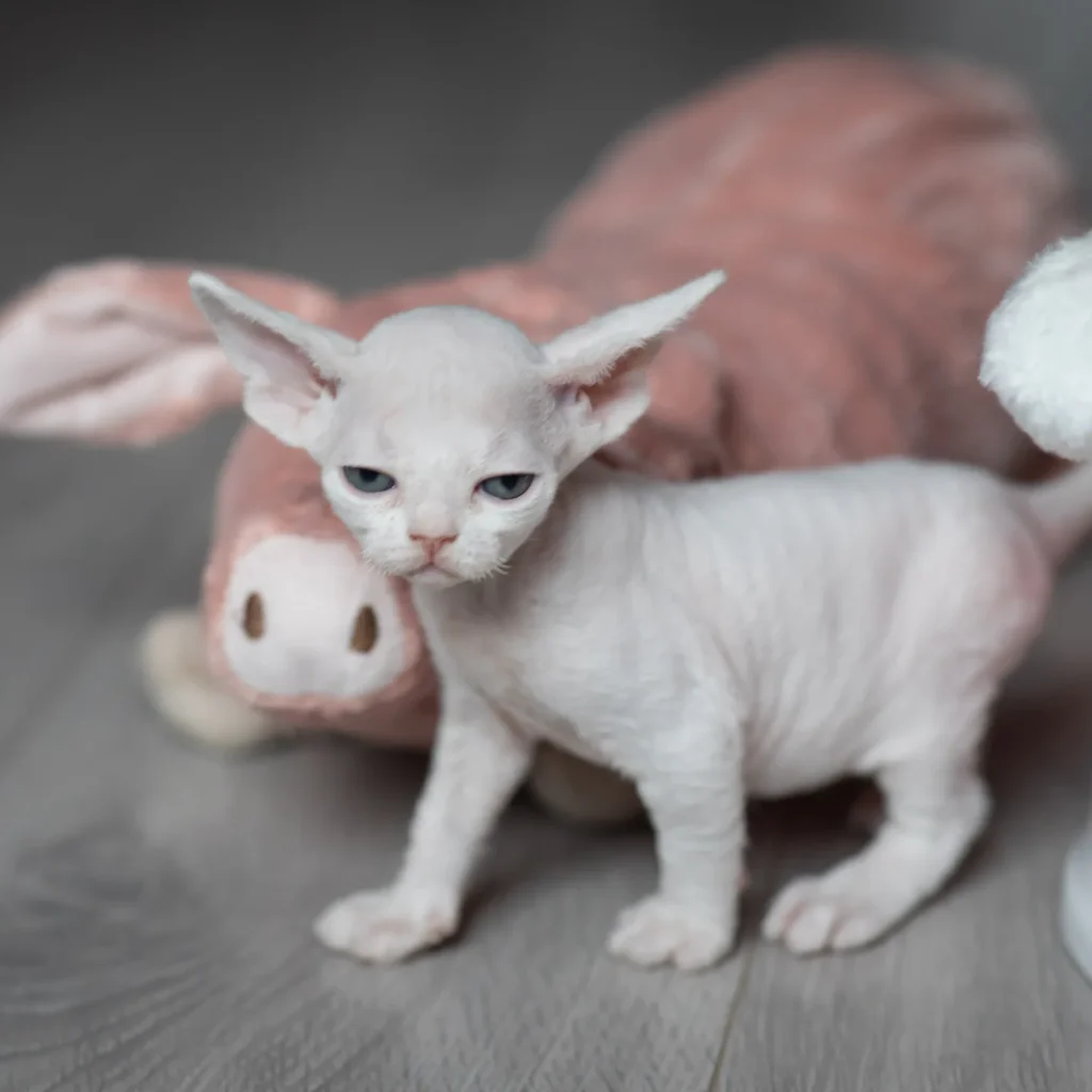 Devon Rex Kittens For Adoption