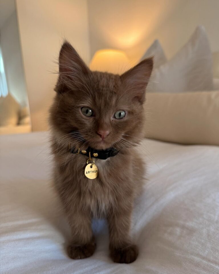 Ragdoll Cinnamon kitten for sale
