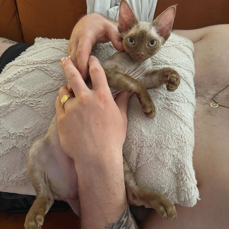 Devonrex Kittens For Adoption