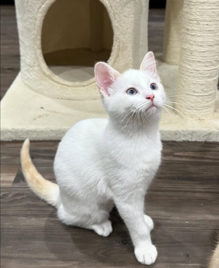 Maine Coon Kitten for sale