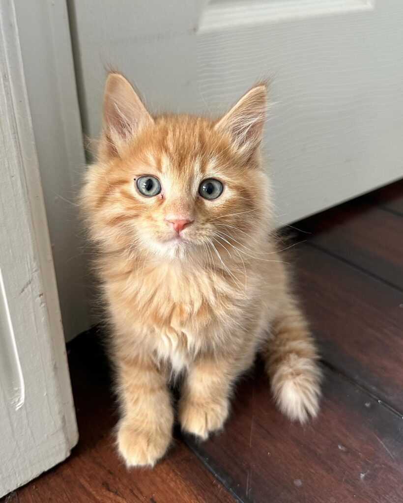 Maine Coon Kitten for sale