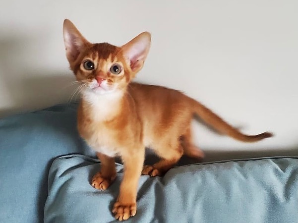 abyssinian_kitten_Tan