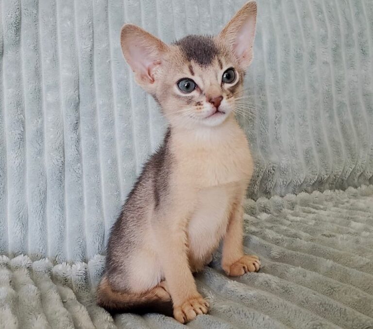 abyssinian_kitten_Tan