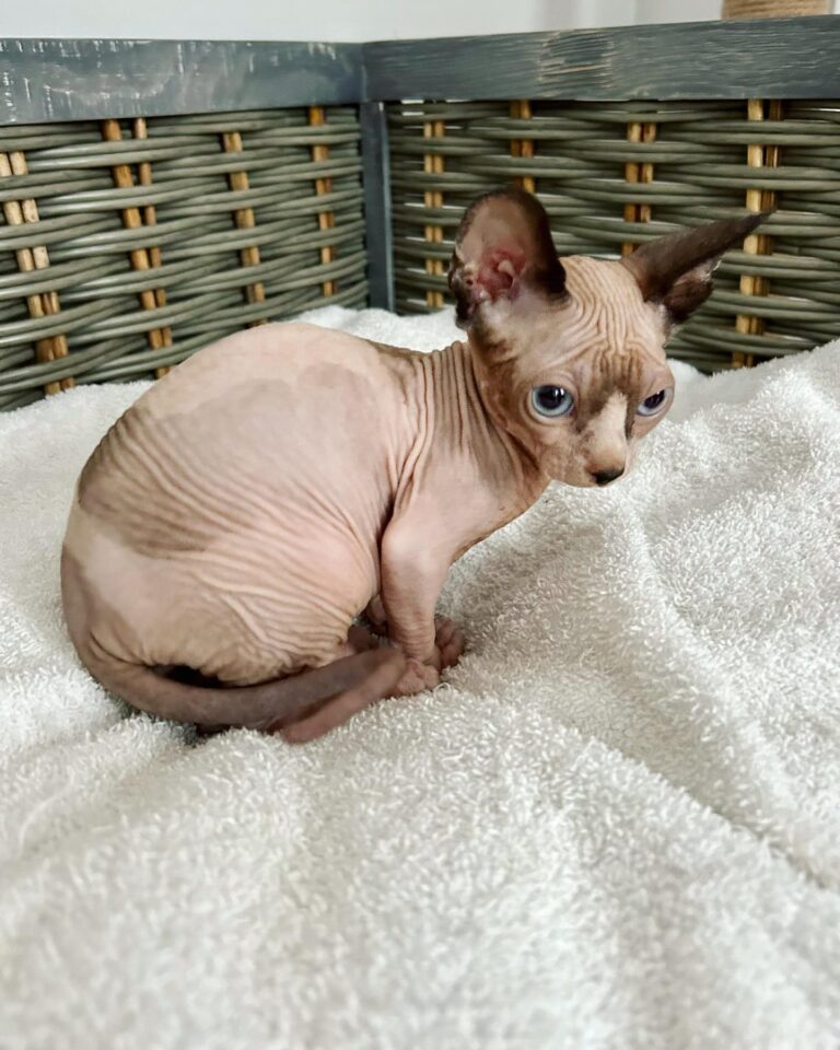 Sphynx Kittens For Adoption