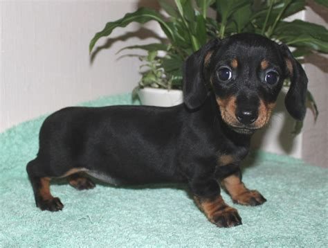 Dachshund Puppies for Adoption