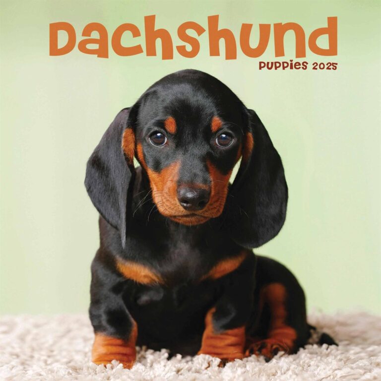 Dachshund puppies today