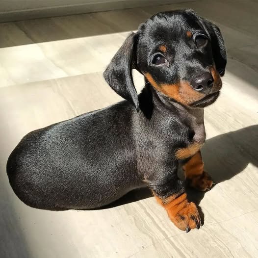 Dachshund puppies for rehoming
