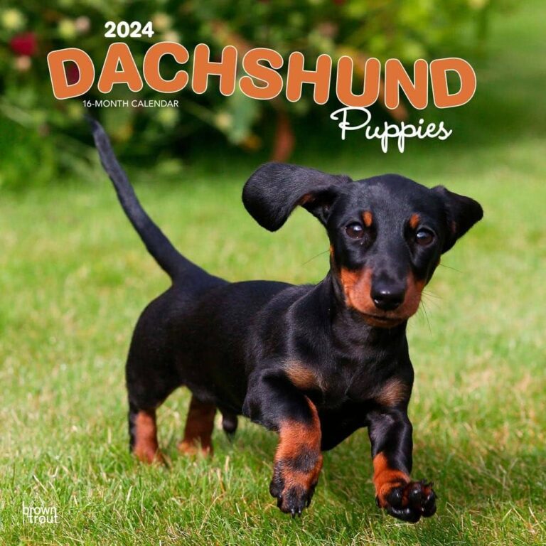 Dachshund puppies near me