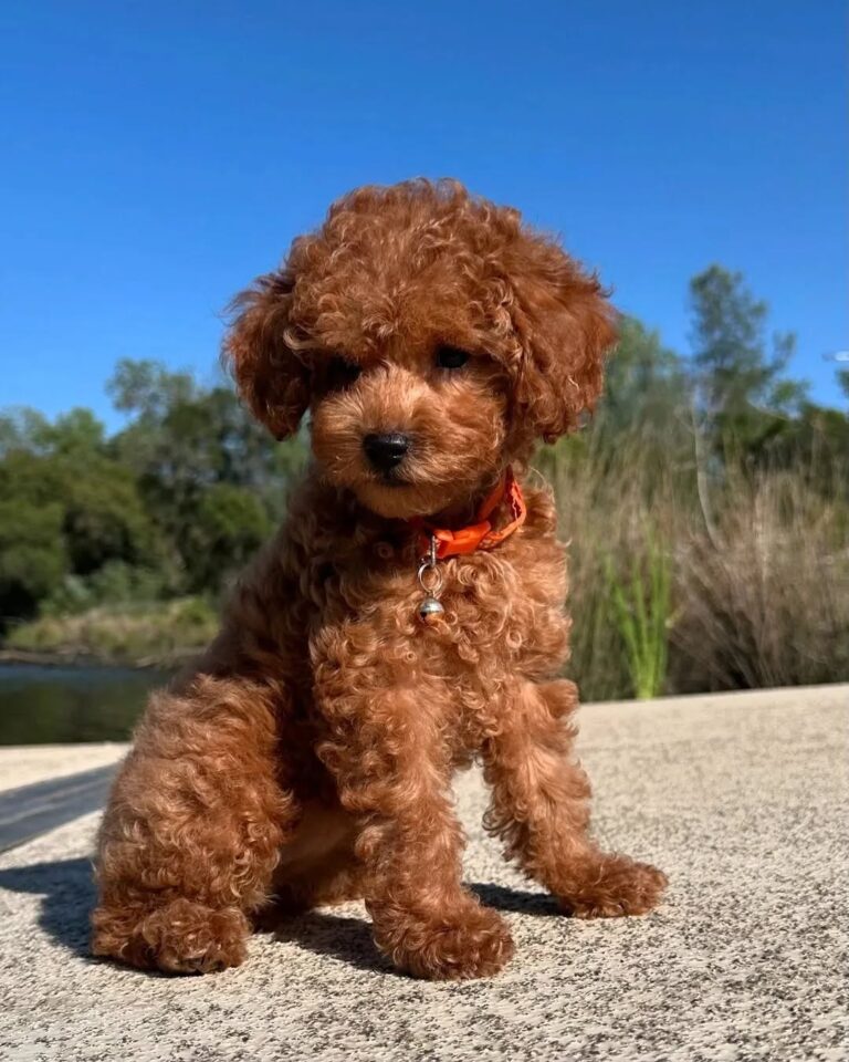 Australian Labradoodle Puppies for adoption