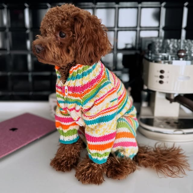 Chocolate-Australian Labradoodle Puppies for adoption