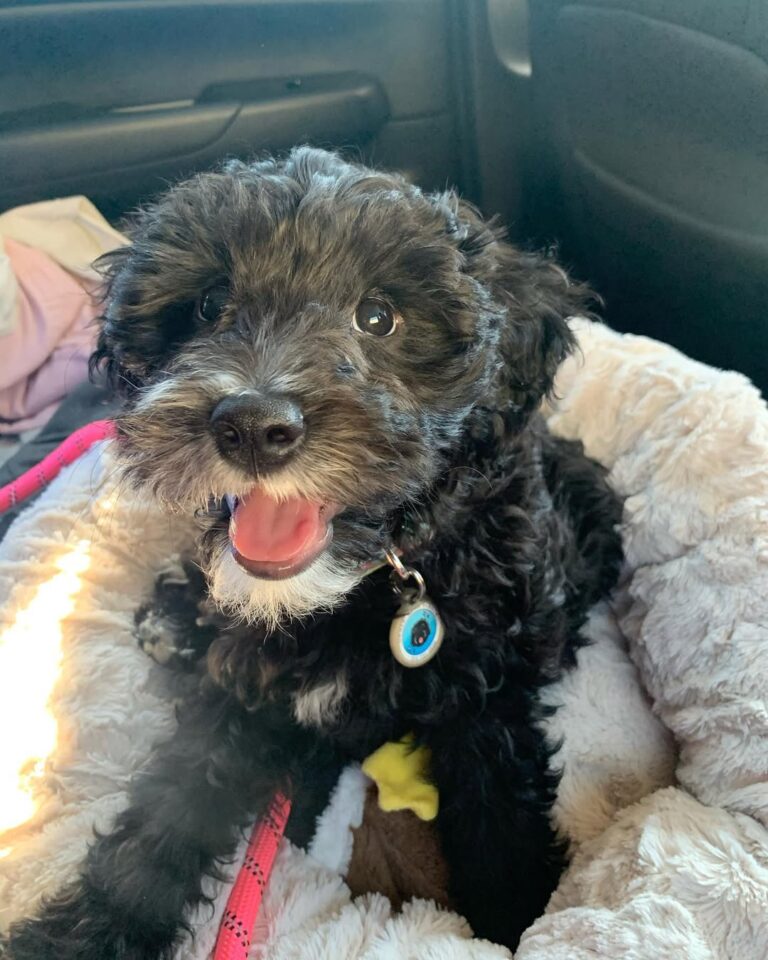 Black-Australian Labradoodle Puppies for adoption