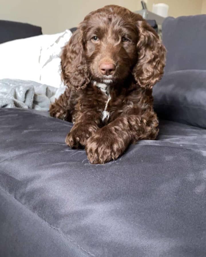 Chocolate-Australian Labradoodle Puppies for adoption