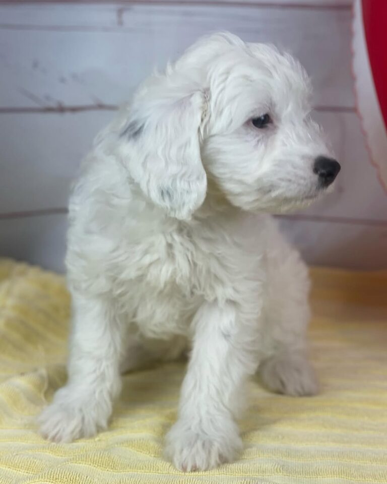 Australian Labradoodle Puppies for adoption