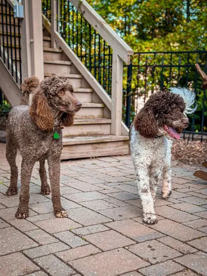 https://mypetandaccessories.com/contact/