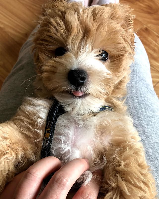 Australian Labradoodle Puppies for adoption