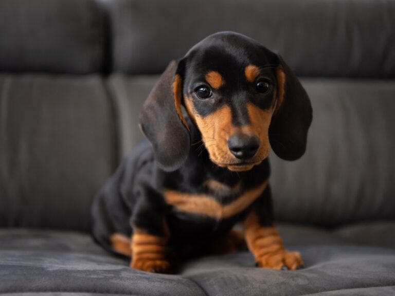 Dachshund puppies for adoption