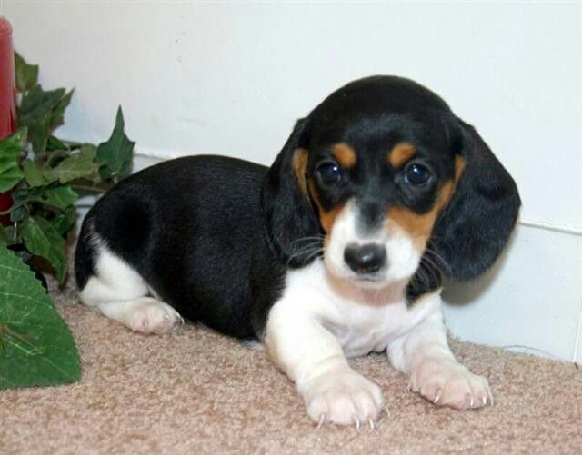 Dachshund Puppies for Adoption