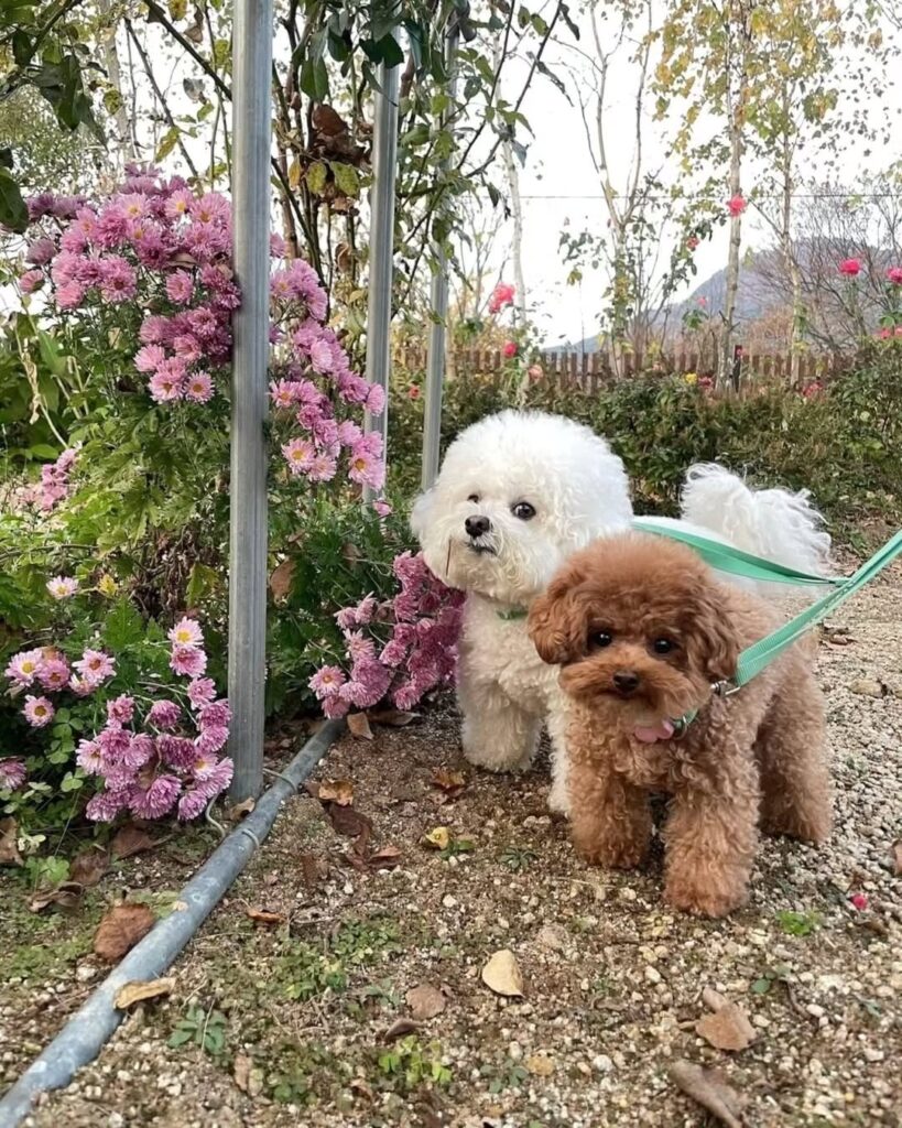 Australian Labradoodle Puppies for adoption