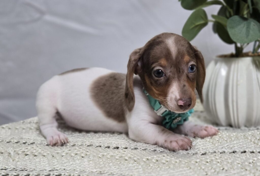 Dachshund Puppies for Adoption