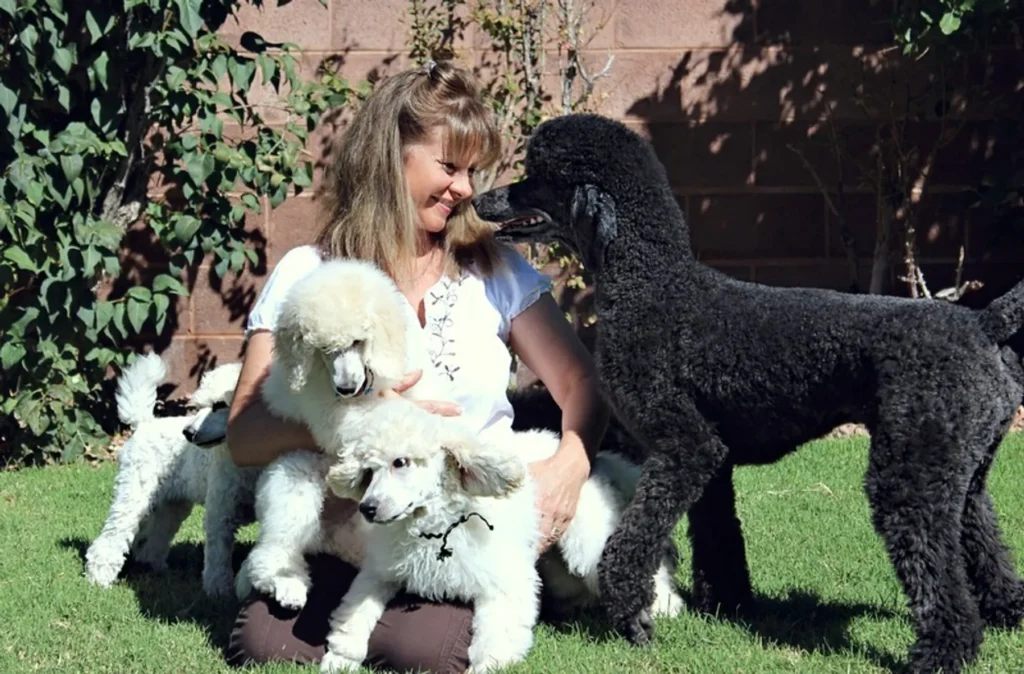 Australian Labradoodle Puppies for adoption